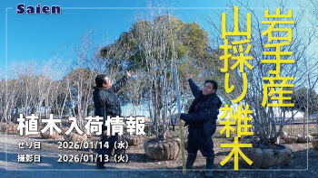 植木売場20260113