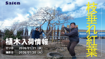 植木売場20260120