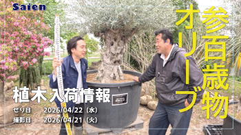 植木売場20260422