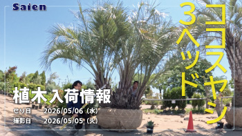 植木売場20260505