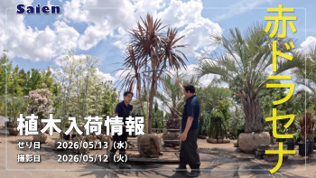 植木売場20260512