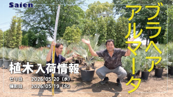 植木売場20260519