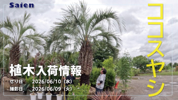 植木売場20260609