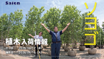 植木売場20260616
