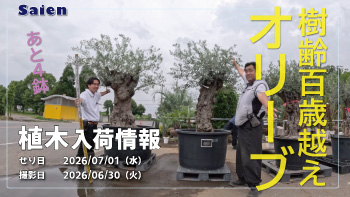 植木売場20260630