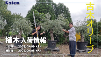 植木売場20260908