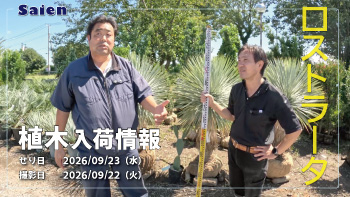 植木売場20260922